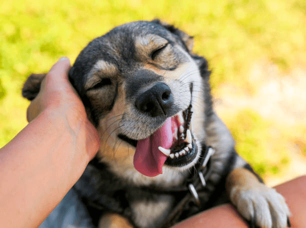 Petpal